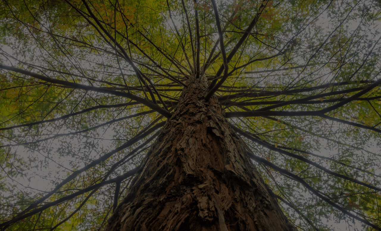 Expert Arboricultural Services